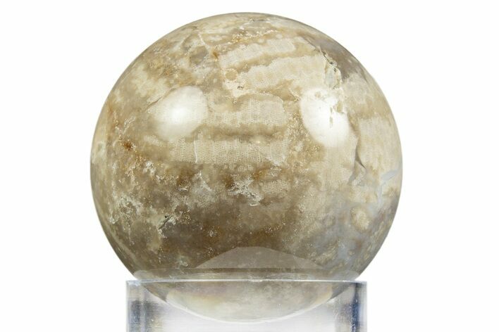 Polished Agatized Fossil Coral Sphere - Indonesia #311527